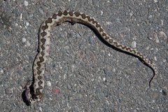 Vipera ammodytes