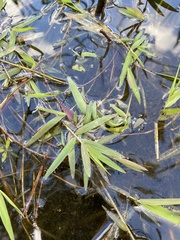 Amphicarpum muehlenbergianum