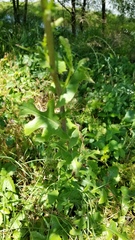 Lactuca floridana