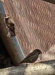 Passer domesticus