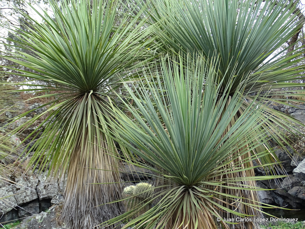 Ponytail palm