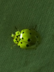 Harmonia vigintiduomaculata