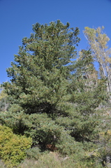 Pinus reflexa