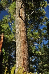 Pinus reflexa