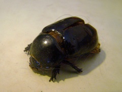 Ancognatha scarabaeoides