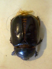 Ancognatha scarabaeoides