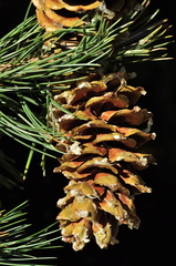Pinus reflexa