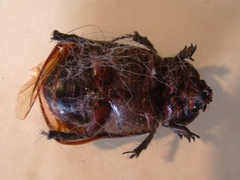 Ancognatha scarabaeoides