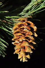 Pinus reflexa