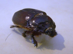 Ancognatha scarabaeoides