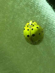 Harmonia vigintiduomaculata