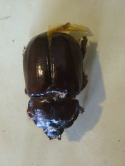 Ancognatha scarabaeoides