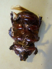 Ancognatha scarabaeoides