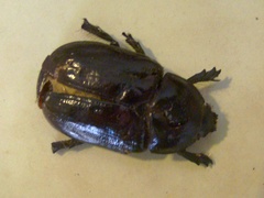 Ancognatha scarabaeoides