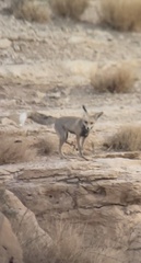 Vulpes vulpes arabica