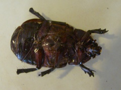 Ancognatha scarabaeoides