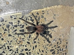 Dolichothele bolivianum