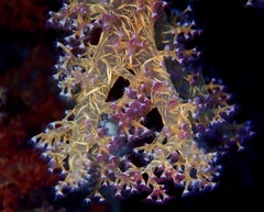 Dendronephthya hemprichi