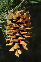 Pinus reflexa