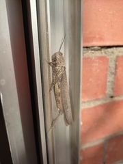 Anacridium aegyptium