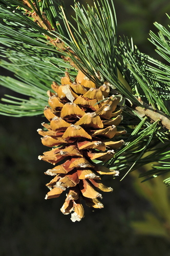 Border Pine