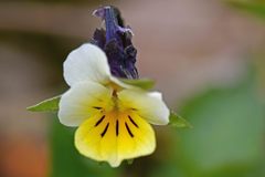 Viola arvensis