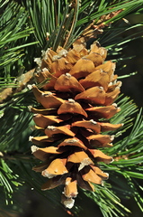 Pinus reflexa