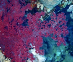 Dendronephthya hemprichi