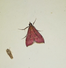 Pyrausta signatalis
