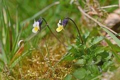 Viola arvensis