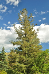 Pinus reflexa