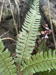 Adiantum pulverulentum