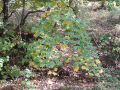 Acer opalus obtusatum