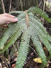 Adiantum pulverulentum