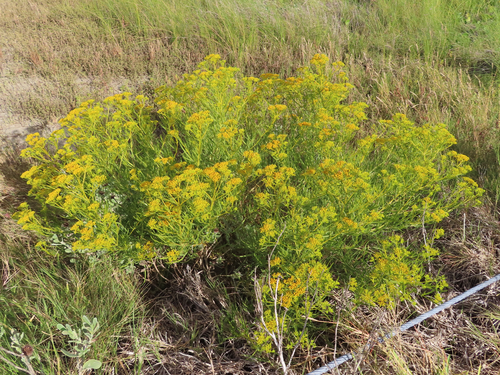 Brown's yellowtops (Flaveria brownii)