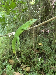 Anolis cuvieri