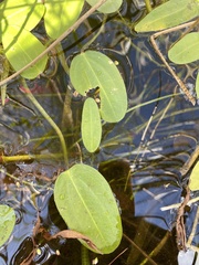 Sagittaria filiformis