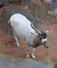 Addax nasomaculatus