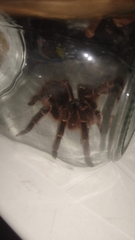 Acanthoscurria natalensis