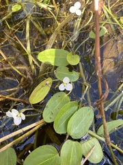 Sagittaria filiformis