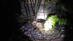 Acanthoscurria natalensis