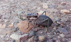 Pycnogaster valentini