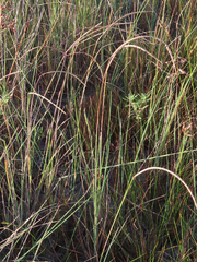 Paspalum monostachyum