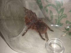 Acanthoscurria natalensis