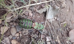 Pycnogaster valentini