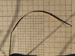 Paspalum monostachyum