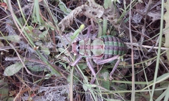 Pycnogaster valentini