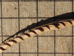 Paspalum monostachyum