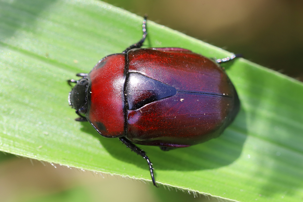 Macraspis dichroa