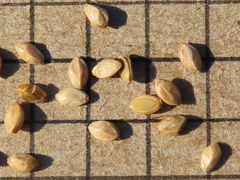 Paspalum monostachyum